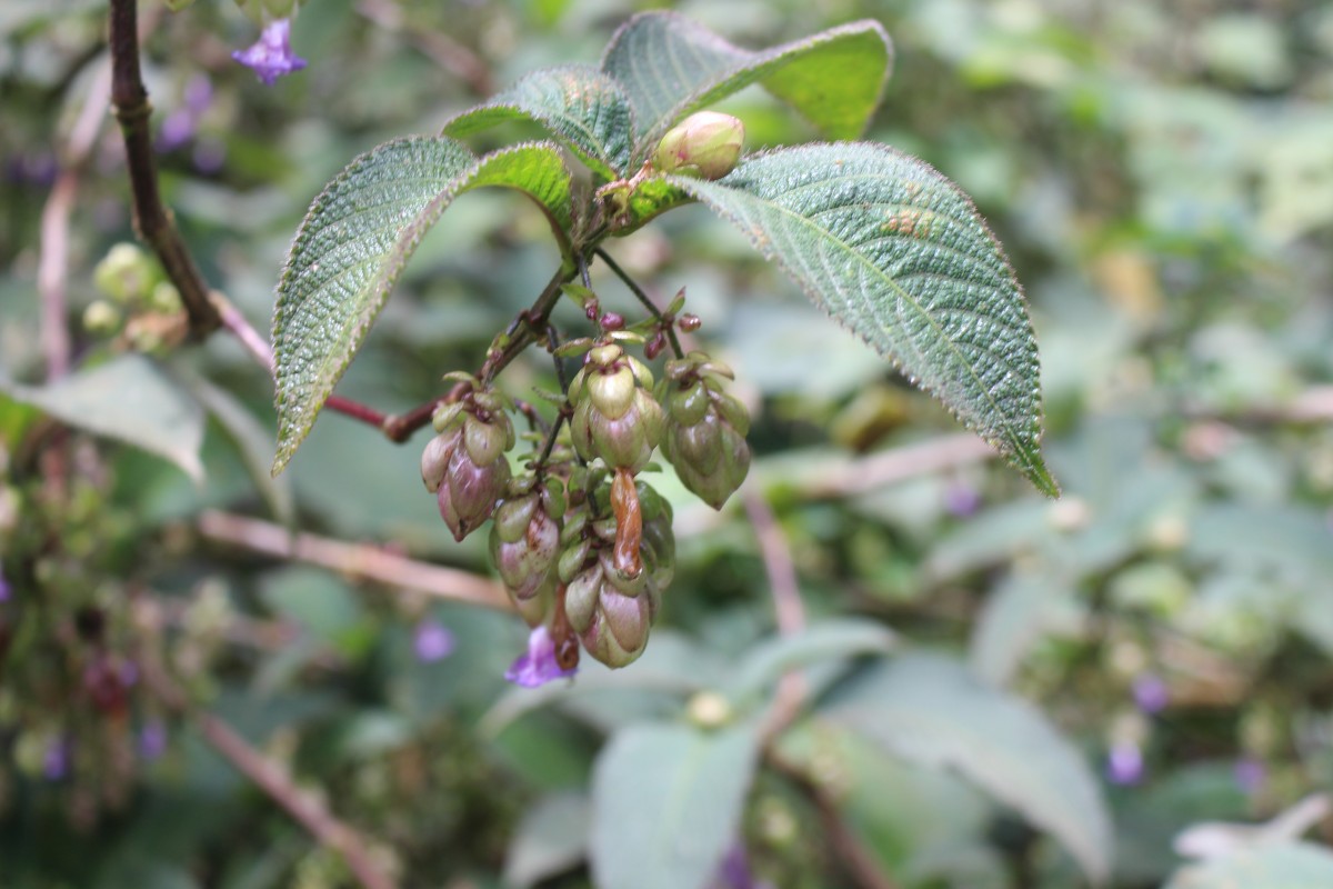 Strobilanthes lupulina Nees